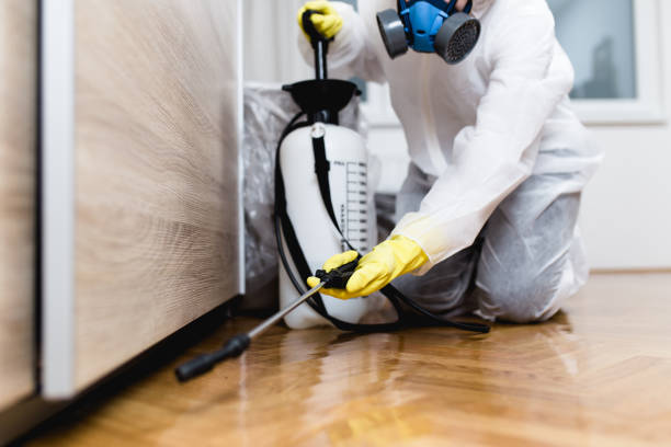 Wasp Removal Services in Big Rock, IL
