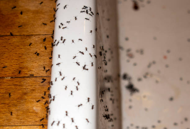 Best Flea Control Services  in Big Rock, IL